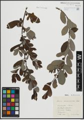 Foto von Salix atrocinerea Brot.